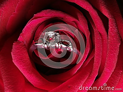 Redâ€‹ rose closup byâ€‹ smartphone Stock Photo